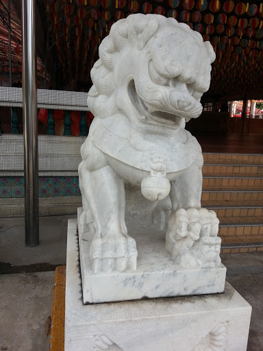 The Disappointed Lion