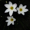 Rain-lily flowers