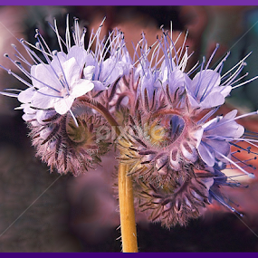 New Life by Diana Postill - Flowers Flower Gardens