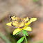 Pearl Crescent Butterfly