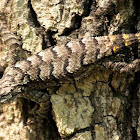 Eastern Fence Lizard, female