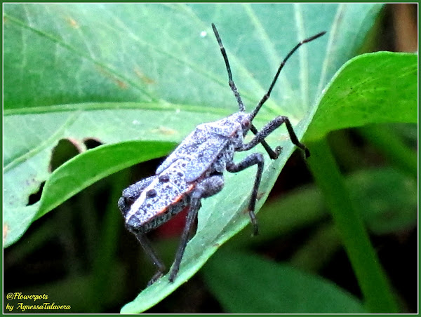 Sweet Potato Bugs (Nymph) | Project Noah