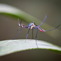 Toxorhynchites Mosquito
