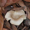 Common Funnel Mushroom