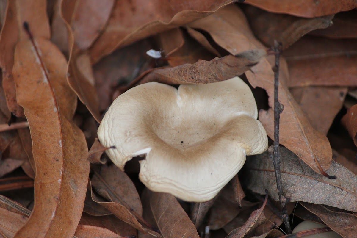 Common Funnel Mushroom