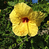Ma'o Hau Hele - Yellow Hibiscus