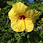 Ma'o Hau Hele - Yellow Hibiscus