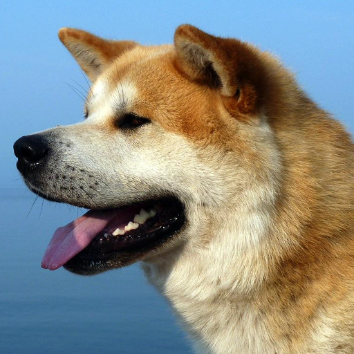 AkitaInu Wallpapers 個人化 App LOGO-APP開箱王