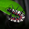 Blue-banded King Crow Caterpillar
