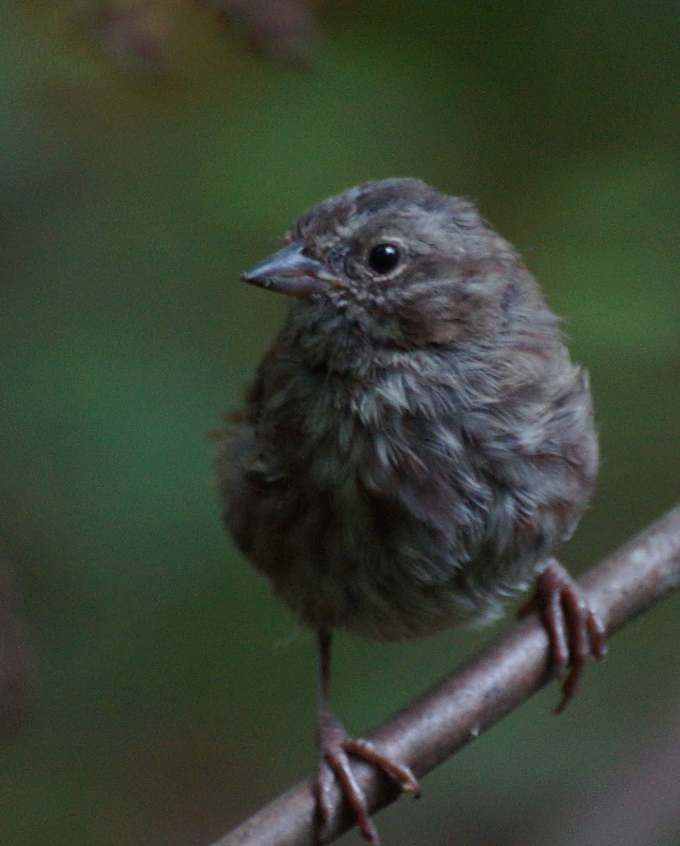 Song Sparrow (juvenile)