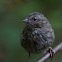 Song Sparrow (juvenile)
