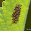 Argus Tortoise Beetle Eggs