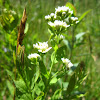 Bastard Toadflax