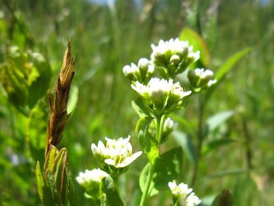 [無料ダウンロード！ √] bastard toadflax 983176-Bastard toadflax scientific name