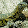 Nile Monitor Lizard