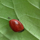 tortoise beetle