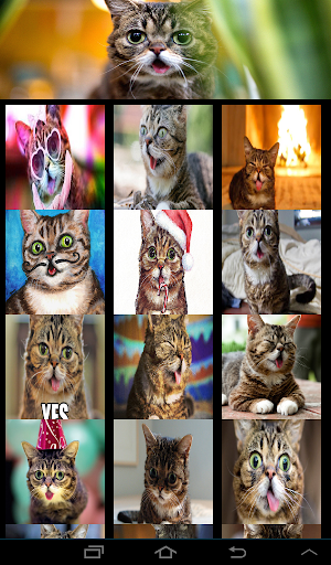 Lil Bub Cat Wallpapers