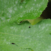 Black bug on Squash leaf