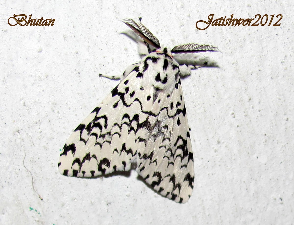 Leopard moth