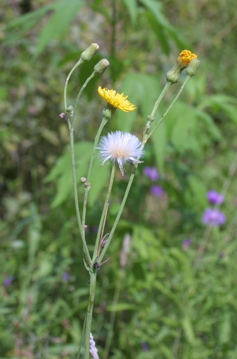 Unknown Wildflower