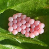 Stink Bug - eggs pink