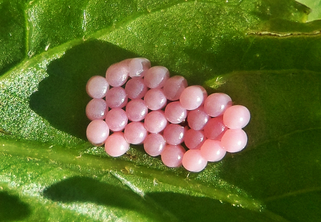 Stink Bug - eggs pink