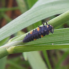 Ladybeetle Larva