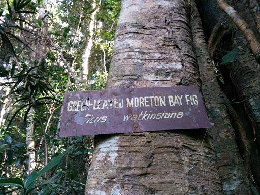 Green Leaved Moreton Bay Fig Sign