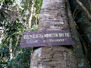 Green Leaved Moreton Bay Fig Sign