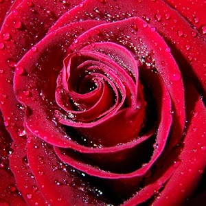 Liebessprüche.apk 1.2