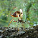 Long-tailed Giant Ichneumon Wasp