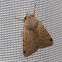 Clancy's Rustic Moth