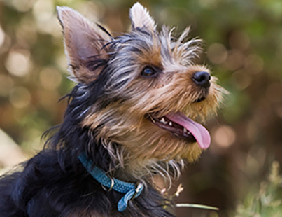 Free Joyfulpetz APK