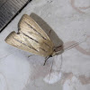 Three Stripe Moth