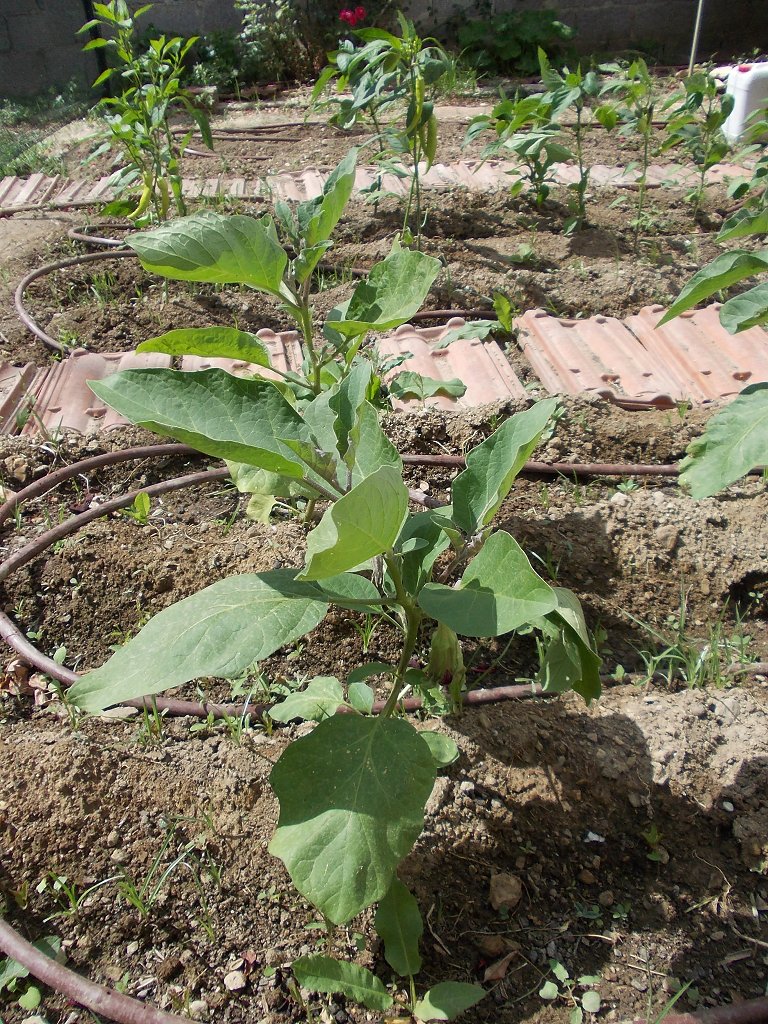 Eggplant (μελιτζάνα)