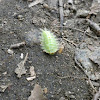 Crowned Slug moth caterpillar