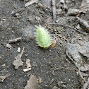 Crowned Slug moth caterpillar