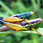 mating grasshopper