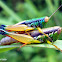 mating grasshopper