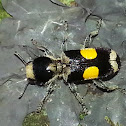 Enoclerus Checkered Beetle
