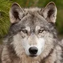 Wolf Wallpapers icon