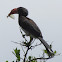 Crowned hornbill
