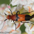 Wedge-shaped Beetle