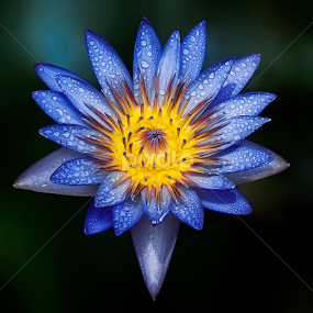 by Asher Jr Salvan - Flowers Single Flower