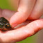 Painted Turtle