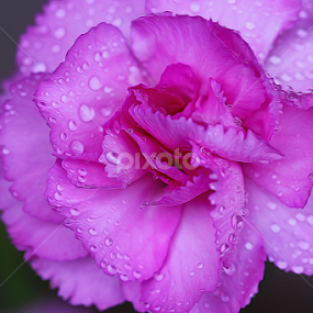 by Dipali S - Digital Art Things