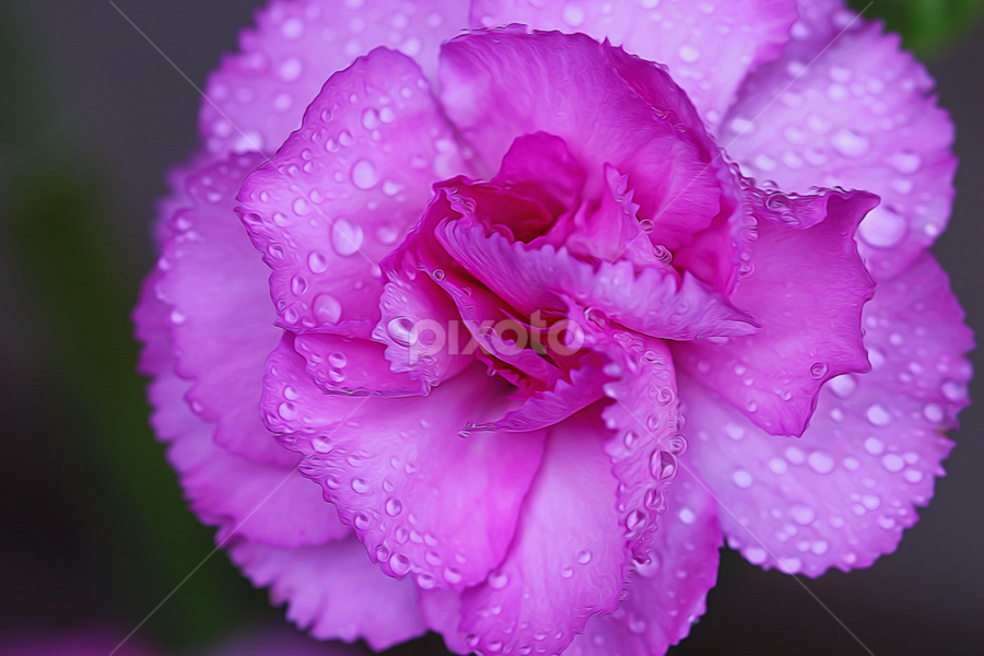 by Dipali S - Digital Art Things