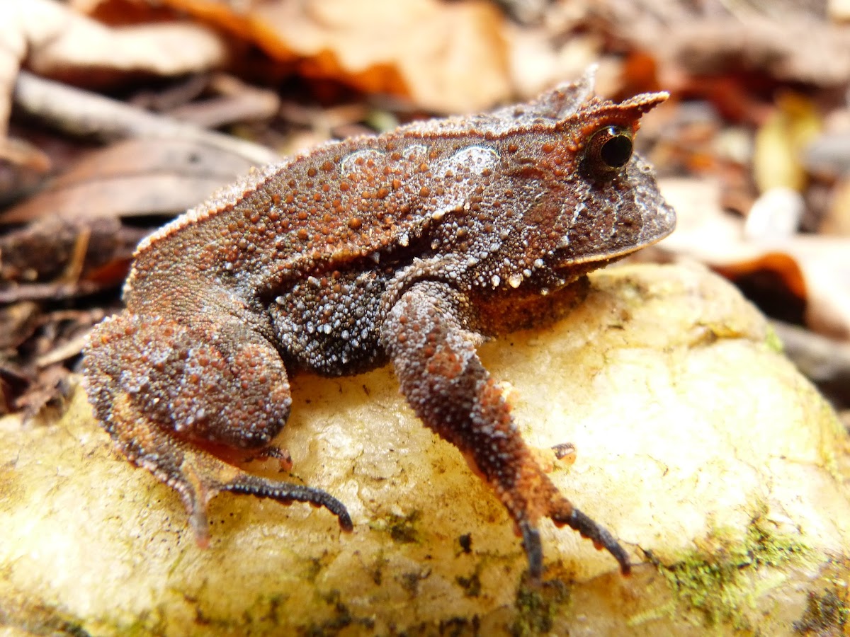 Smooth Horned Frog