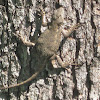 Eastern Fence Lizard