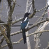 Black-billed magpie